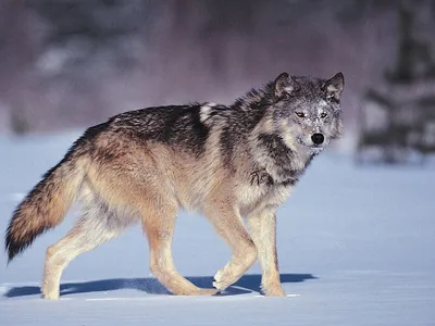 wolf in nature